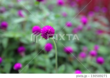 Vibrant Purple Globe Amaranth Flowers in a Lush Green Field 130589271