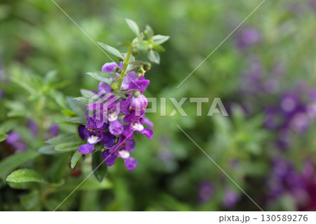 Among Lush Green Foliage in a Garden Setting Among Lush Green Foliage in a Garden Setting 130589276