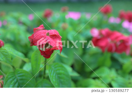 Red Flower Amidst Vibrant Green Foliage in a Garden Red Flower Amidst Vibrant Green Foliage in a Garden 130589277