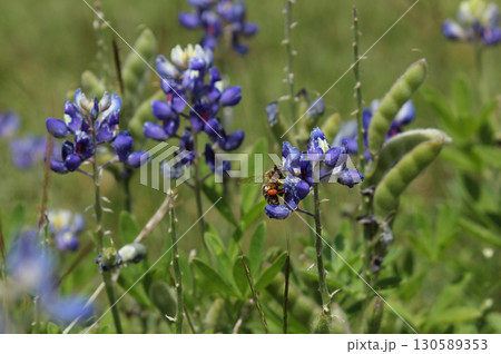 Bee With Pollen Sacs on Texas Bluebonnet Wildflowers Growing in Rural TX Bee With Pollen Sacs on Texas Bluebonnet Wildflowers Growing in Rural TX 130589353