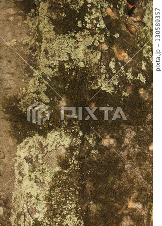 Old Magnolia Tree Trunk With Moss and Lichen Old Magnolia Tree Trunk With Moss and Lichen 130589357