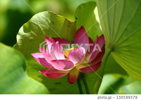 蓮の花苑 130589378