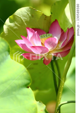 蓮の花苑 130589380