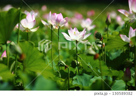 蓮の花苑 蓮の花苑 130589382