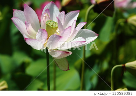 蓮の花苑 130589385