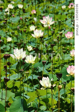 蓮の花苑 蓮の花苑 130589396