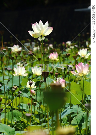 蓮の花苑 130589400