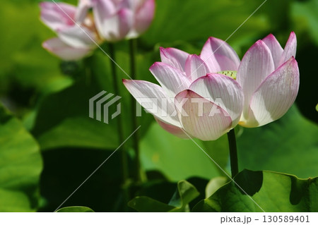 蓮の花苑 蓮の花苑 130589401