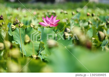 蓮の花苑 130589405