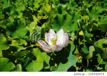 蓮の花苑 蓮の花苑 130589414