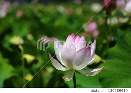 蓮の花苑 蓮の花苑 130589419