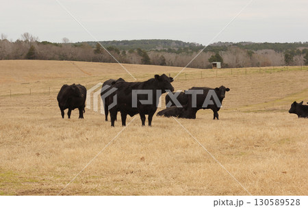 Black Cows Grazing in Pasture Rural East Texas Black Cows Grazing in Pasture Rural East Texas 130589528