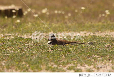 Killdeer Bird Sitting on Nest of Eggs on Ground Killdeer Bird Sitting on Nest of Eggs on Ground 130589542