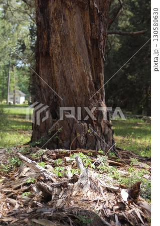 Old Dead Tree in Rural Cemetery. Community Cemetery Troup TX 130589630