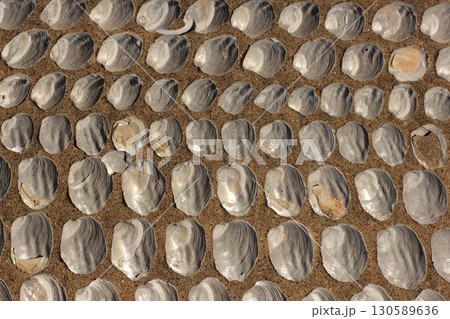 Shells Embedded in Victorian Era Grave 130589636