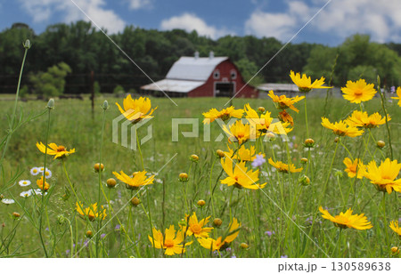 Close up of Wildflowers With Red Barn in Background. Rural East Texas 130589638