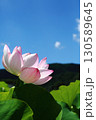 蓮の花苑 130589645