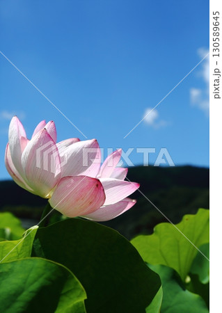 蓮の花苑 蓮の花苑 130589645