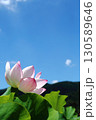 蓮の花苑 130589646