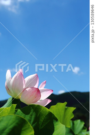 蓮の花苑 130589646