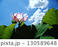 蓮の花苑 130589648