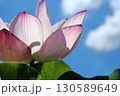 蓮の花苑 130589649