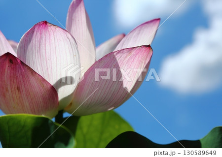 蓮の花苑 130589649