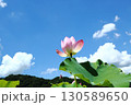 蓮の花苑 130589650