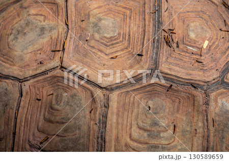 Full frame shot of Sulcata tortoise shell texture and background. Tortoise shell is primarily composed of keratin, a fibrous protein found in the scutes of the turtle's carapace. 130589659
