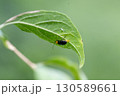 クロウリハムシ 130589661