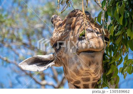 Close up of a giraffe chewing plant leaf in wildlife conservation zoo. Giraffes are the world's tallest mammals. 130589662