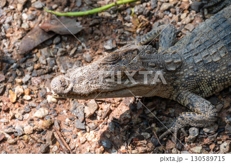 Close up of a Crocodile living outdoor. A crocodile is a large amphibious reptile. It lives mostly in large tropical rivers, where it is an ambush predator. Close up of a Crocodile living outdoor. A crocodile is a large amphibious reptile. It lives mostly in large tropical rivers, where it is an ambush predator. 130589715