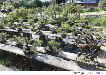 趣味の盆栽 趣味の盆栽 130589892