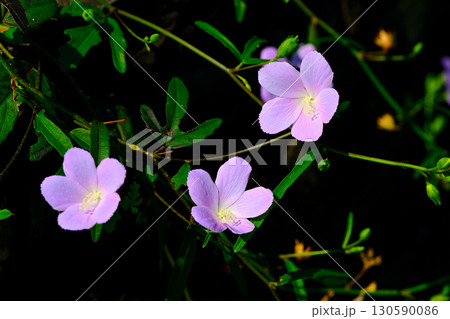 淡いピンクが綺麗で可愛い ハイビスカス・ロバツス 淡いピンクが綺麗で可愛い ハイビスカス・ロバツス 130590086