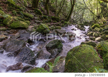 苔むす森と谷　屋久島白谷雲水峡(夏 130590093