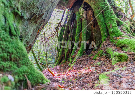 苔が日本一きれいな森 屋久島白谷雲水峡(夏 苔が日本一きれいな森 屋久島白谷雲水峡(夏 130590313