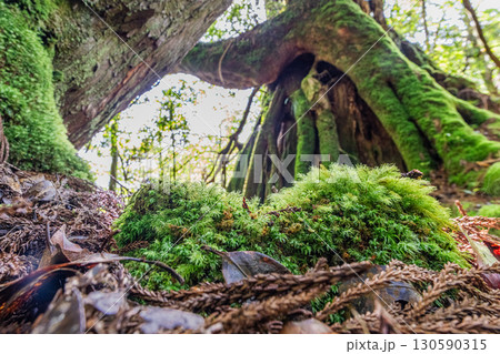 苔が日本一きれいな森 屋久島白谷雲水峡(夏 苔が日本一きれいな森 屋久島白谷雲水峡(夏 130590315