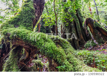 苔が日本一きれいな森　屋久島白谷雲水峡(夏 130590322