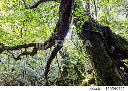 木漏れ日　屋久島白谷雲水峡(夏 130590325