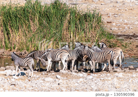 Zebras in Etosha 130590396
