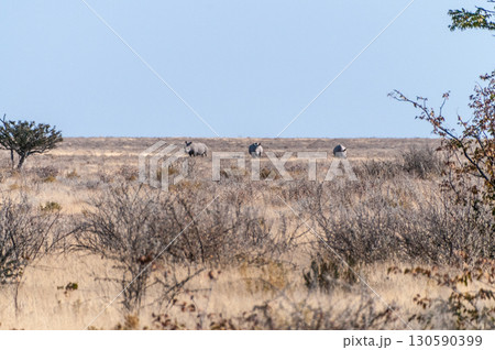 A group of white rhinos in Etosha 130590399