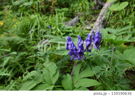 仙丈ヶ岳登山、山梨県 130590636
