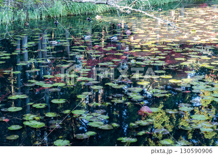 水面に映る紅葉 130590906