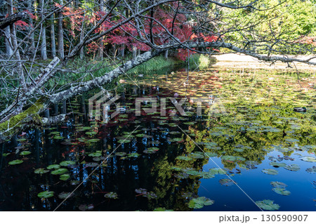 水面に映る紅葉 130590907