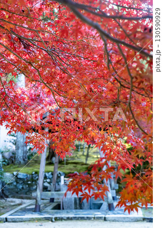 真っ赤な紅葉と手水舎 真っ赤な紅葉と手水舎 130590929