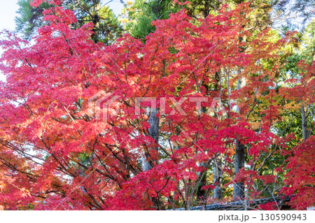 真っ赤な紅葉 130590943