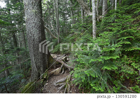 仙丈ヶ岳登山、山梨県 仙丈ヶ岳登山、山梨県 130591280