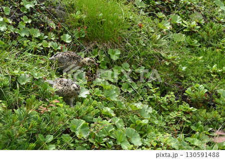 雷鳥、仙丈ヶ岳登山、山梨県 130591488