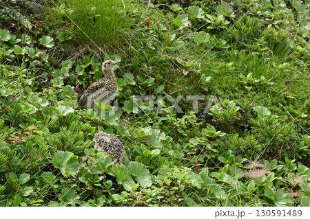 雷鳥、仙丈ヶ岳登山、山梨県 130591489