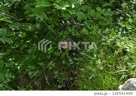 雷鳥、仙丈ヶ岳登山、山梨県 130591499